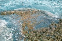algues en méditerranée