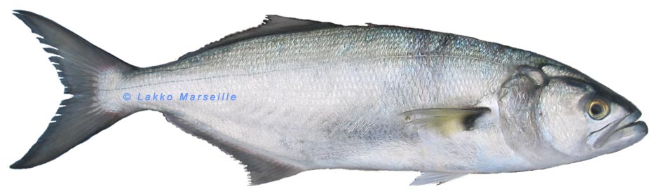 bluefish, pomatomus saltatrix