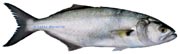 tassergal, bluefish, pomatomus saltatrix