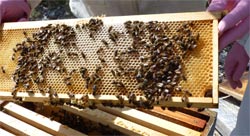 abeilles des calanques