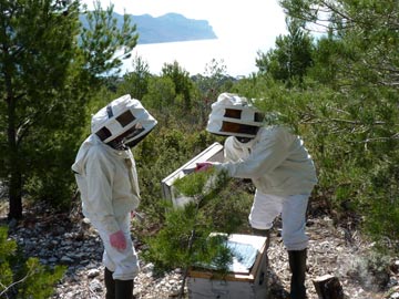 apiculteurs dans les calanques