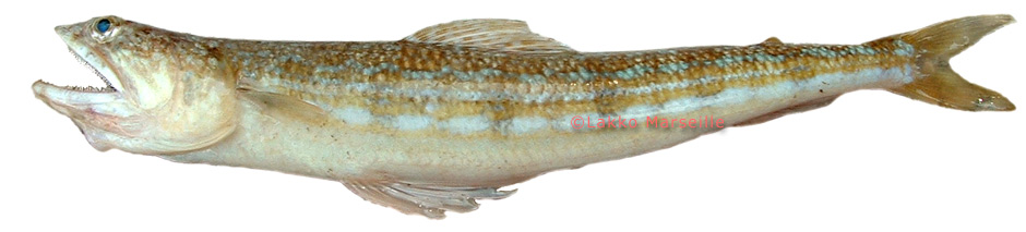 lambert ou poisson lzard - synodus saurus