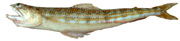 lambert ou poisson lézard - synodus saurus