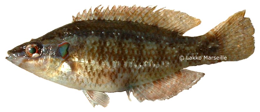 Symphodus ocellatus