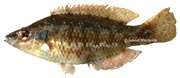 symphodus ocellatus