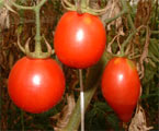 tomates bio variétés anciennes