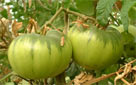 tomates noires de Crimée