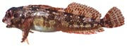 bavarelle, blennie Lipophrys trigloides